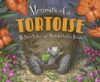 Memoirs of a Turtoise