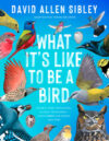 What It’s Like to Be a Bird: From Flying to Nesting, Eating to Singing–What Birds Are Doing and Why